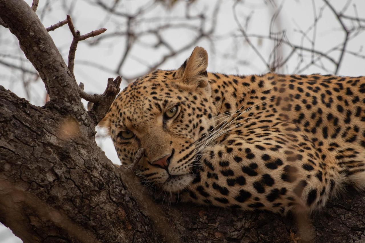Kapama River Lodge Kapama Game Reserve